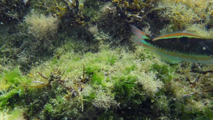 海底的彩虹濑鱼。