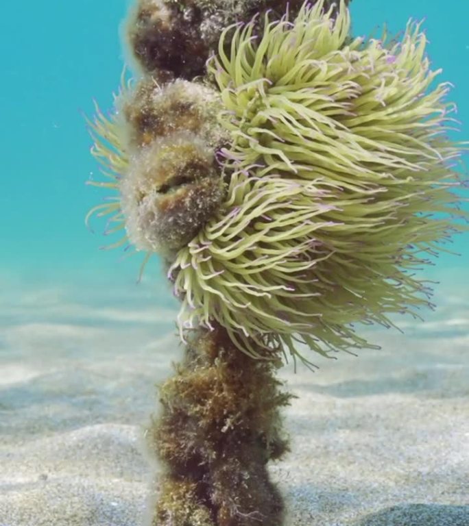 地中海蛇尾海葵栖息在从沙质海底伸出的系缆上