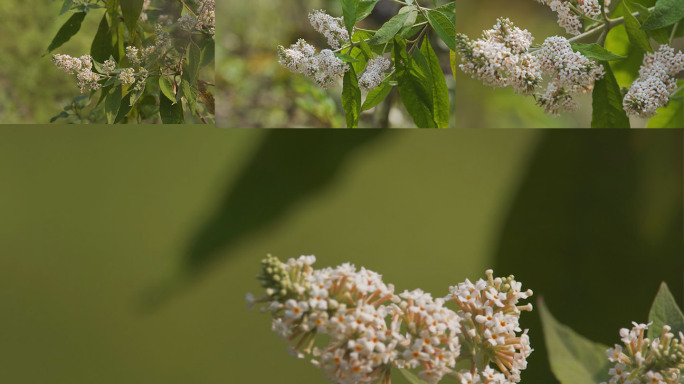 中药材 养生 制药 医学 植物根茎 汤药