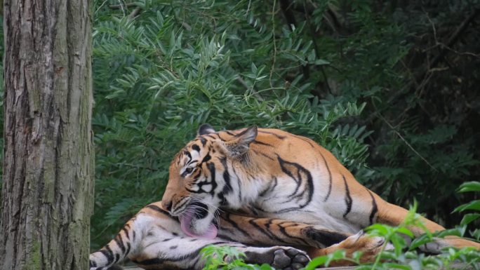 乌苏里虎躺着舔自己的脚。成年老虎躺在木板上舔爪子。