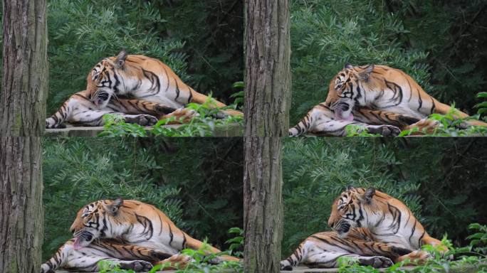 乌苏里虎躺着舔自己的脚。成年老虎躺在木板上舔爪子。