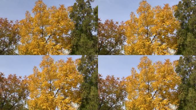 金黄叶的小树