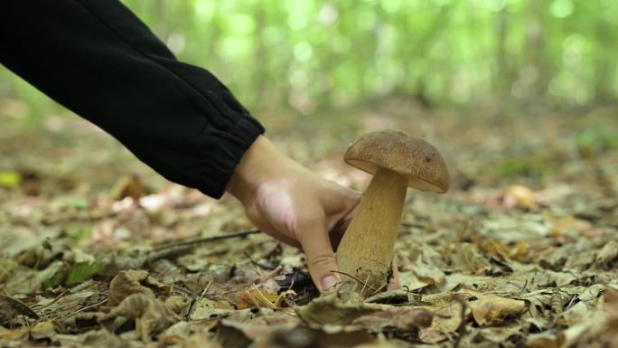 在森林里采蘑菇的女人