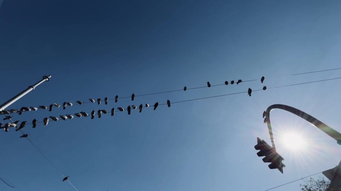 高压线上的鸽子电线杆上一群小鸟