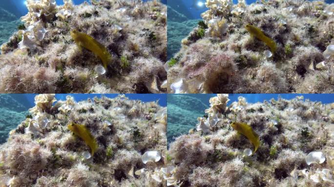 水下生物——黄色杂杂鱼