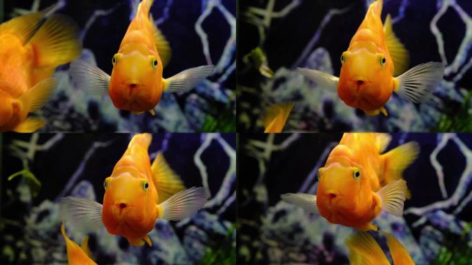 水族馆里的橙色鹦鹉鱼。红鹦鹉慈鲷。水族馆鱼类。
