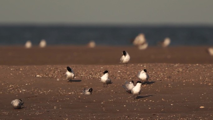 两种燕鸥(三明治燕鸥，普通燕鸥)在沙滩上擦亮羽毛