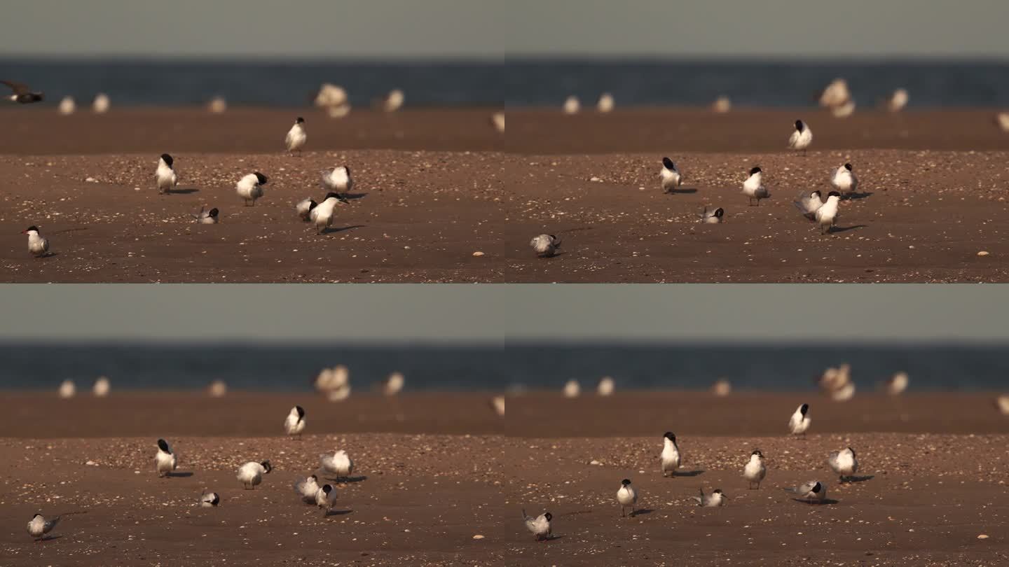 两种燕鸥(三明治燕鸥，普通燕鸥)在沙滩上擦亮羽毛
