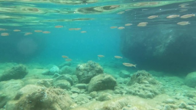 水面上有涟漪，阳光，一群鱼在岩石底部的浅水里游泳。水下景观潜水，浮潜探索海洋世界。夏季运动主动休息