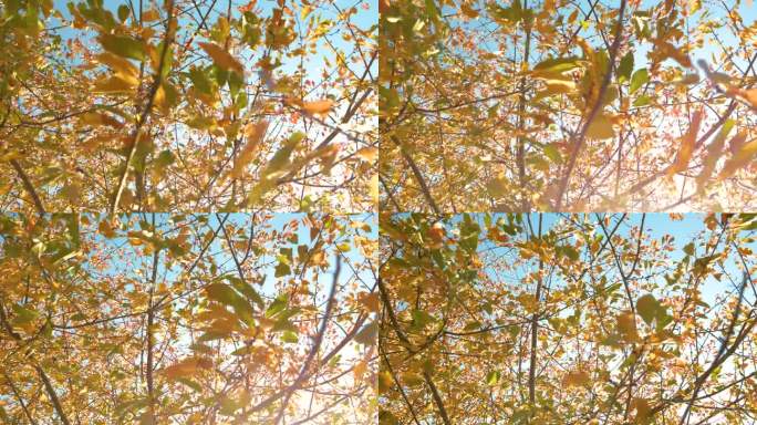 特写，DOF:秋风吹动着枝叶繁茂的树冠