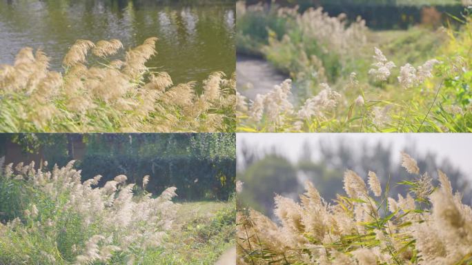 秋天的芦苇 芦苇花