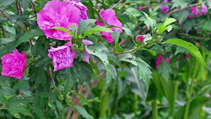 （合集）木槿花花朵花卉公园栽植栽培植物