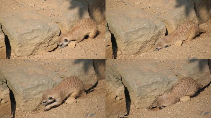 一只可爱的土拨鼠在沙土上挖了一个洞。哺乳动物，啮齿类目的代表