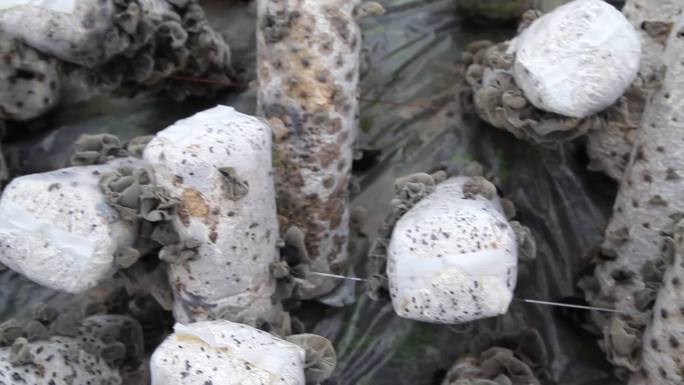 食用菌 木耳 种植业 菇类产业 香菇