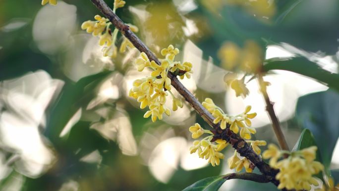 秋风时节实拍桂花树