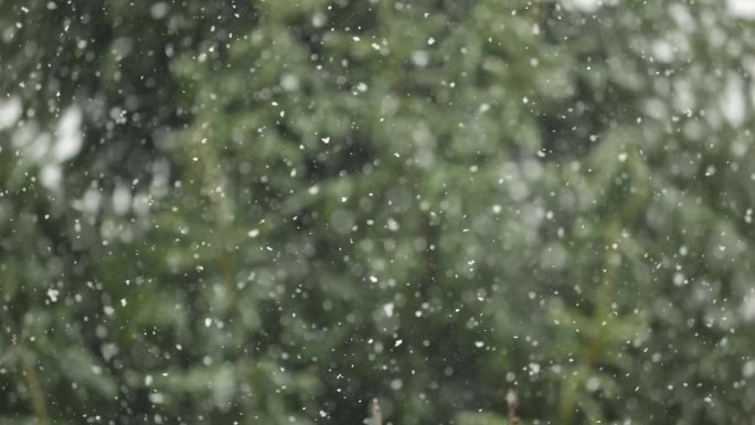 美丽的冬季雪景。迷人的冬天在森林里，雪落在树上。降雪背景下的松树枝。雪花飘落的慢动作冬季景观。