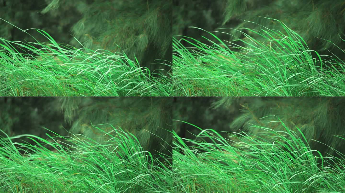 风中绿草-慢镜头