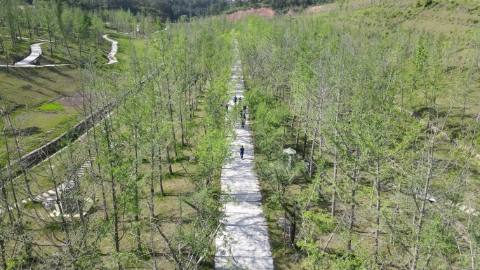 赣州大余梅关古驿道春天 绿色 银杏 梅岭