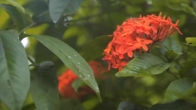 花园里美丽的天竺葵花——红色的天竺葵花。美丽的天竺葵花。外面长着美丽的野花。特写镜头