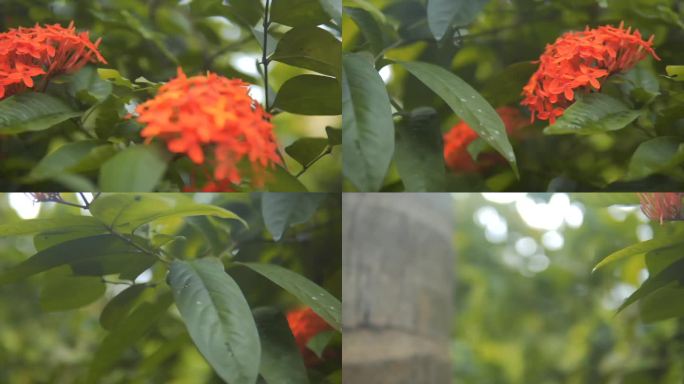 花园里美丽的天竺葵花——红色的天竺葵花。美丽的天竺葵花。外面长着美丽的野花。特写镜头