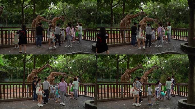儿童 动物园 动物世界 深圳 学生参观