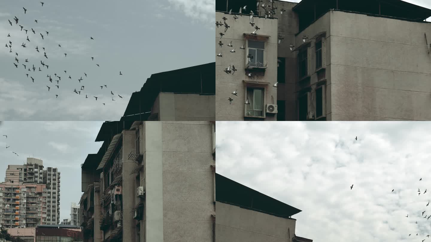城市空镜飞鸟意境孤独