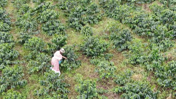 在种植园里采摘咖啡的农妇