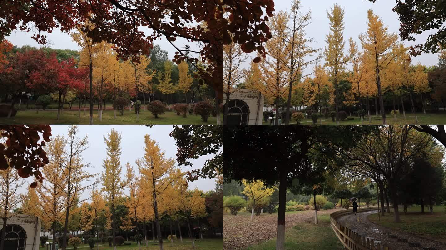 秋色 银杏树 刮风 下雨 秋天 冷清
