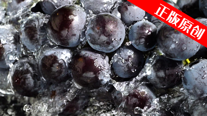 葡萄 蓝莓葡萄 雨中葡萄