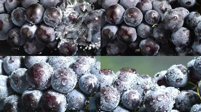 葡萄 蓝莓葡萄 雨中葡萄