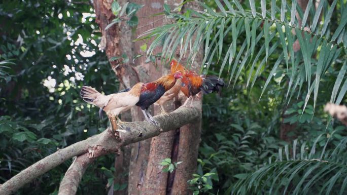 一群鸡公鸡在树上啼叫。