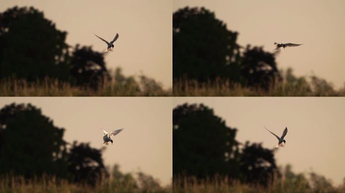 一种常见的在水面上飞行的燕鸥，动作缓慢