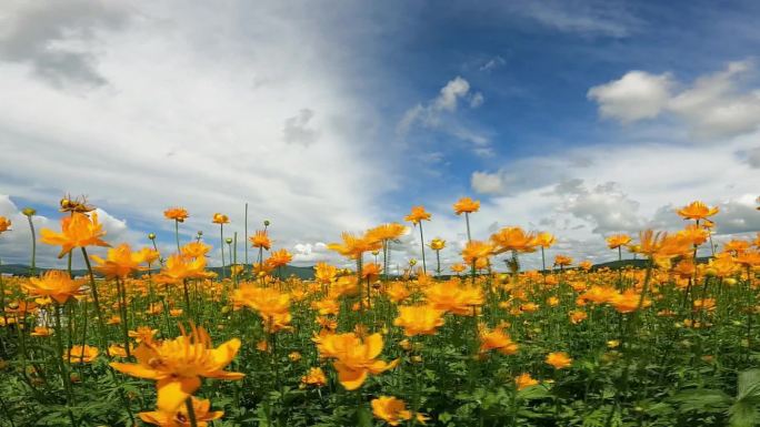 芍药 金莲花 白屈菜 白鲜 四种中药材