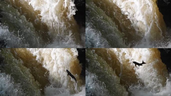 野生大西洋鲑鱼跳上苏格兰瀑布的慢动作镜头-三脚架拍摄