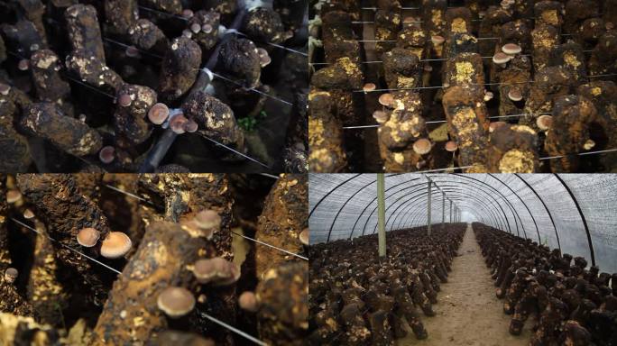 食用菌基地 农业农产品 香菇产业