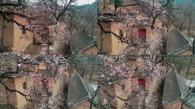 航拍古老房屋前盛开的杏花树