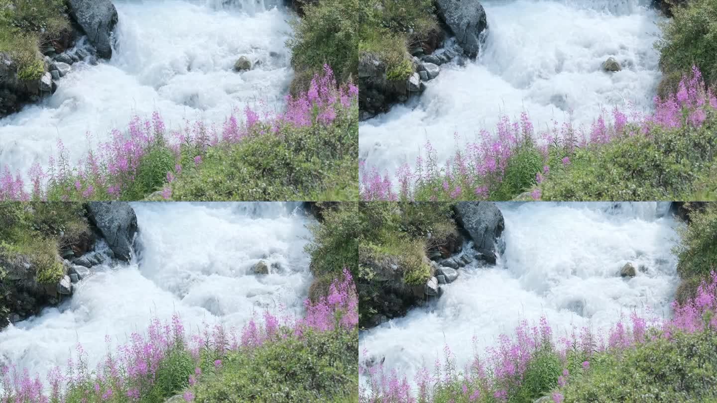 细节的花朵在森林与河流流动的背景