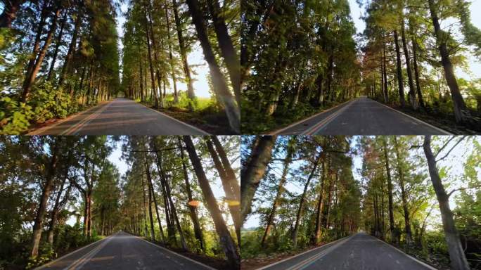 汽车视角行驶在树林间的公路