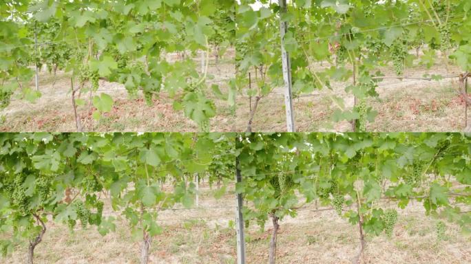 葡萄园里的一排葡萄藤上长满了绿色的葡萄串