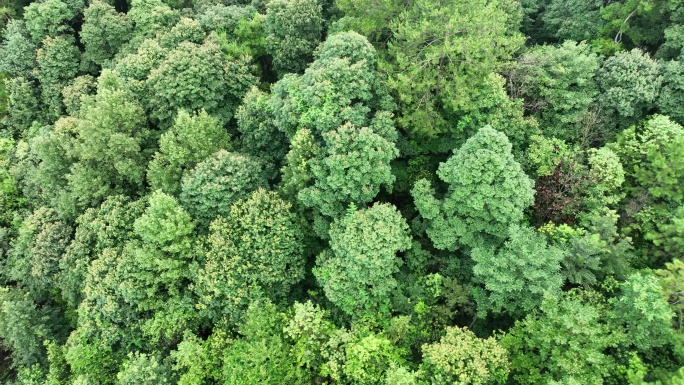 松树林俯拍树林航拍森林绿色植被山间林地