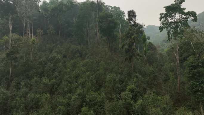 云南西双版纳易武茶山古茶园航拍