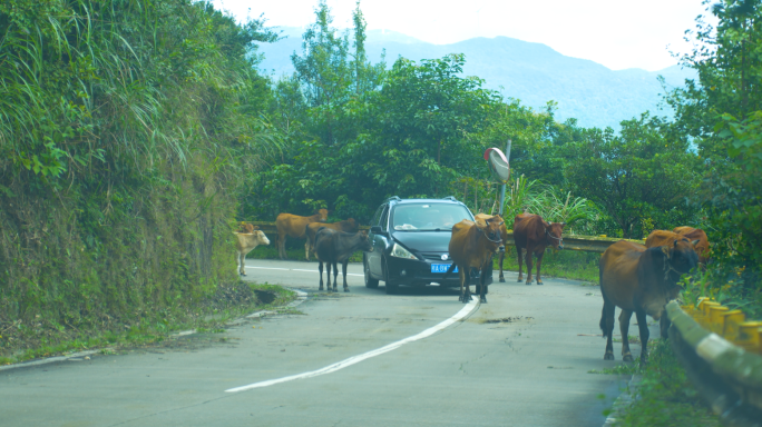 盘山公路上拦路的牛群