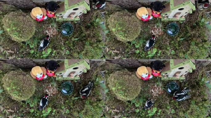 两只黑鸟在爱沙尼亚的鸟屋上互相争斗