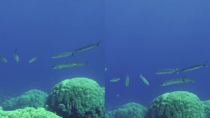 一群黄尾梭鱼在蓝色的海水中游过珊瑚花园，慢动作