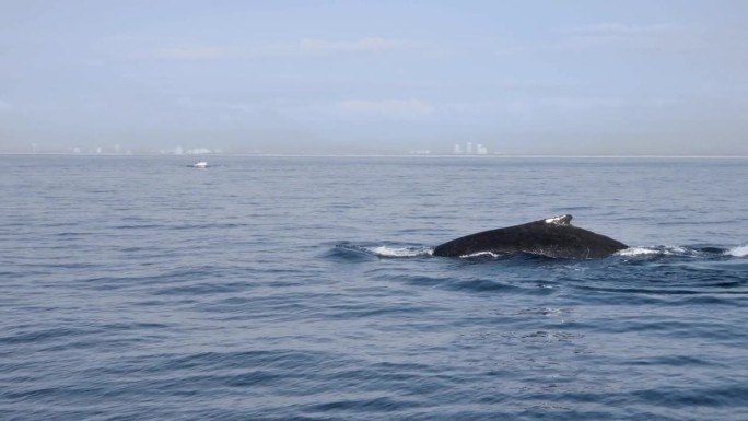 座头鲸沿着海岸线迁徙，靠近城市天际线的背景。动物行为