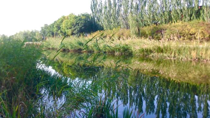 池塘 河水 芦苇草 绿地 大树