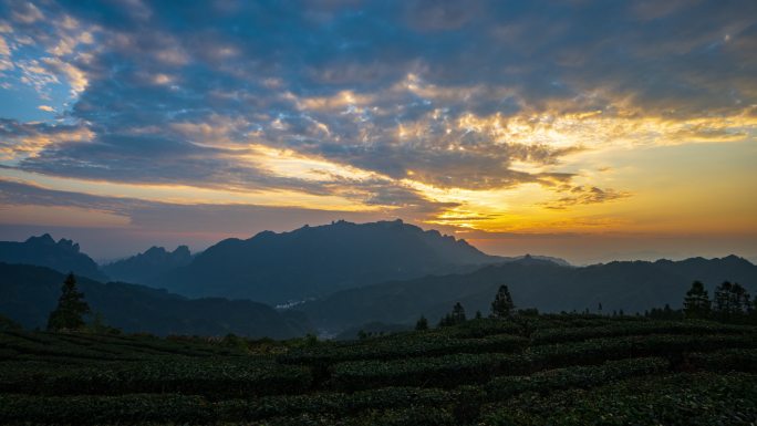 茶园日出延时