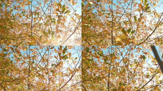 在一个晴朗多风的日子里，郁郁葱葱的树梢上飘扬着生机勃勃的秋叶