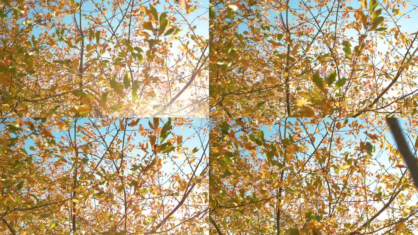 在一个晴朗多风的日子里，郁郁葱葱的树梢上飘扬着生机勃勃的秋叶