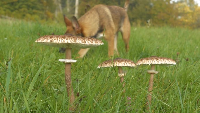 特写，DOF:清晨散步时，绿草中的伞菇和棕色的狗